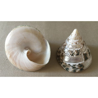 Pearly trocha Pyramid checkerboard 5/7cm by 25