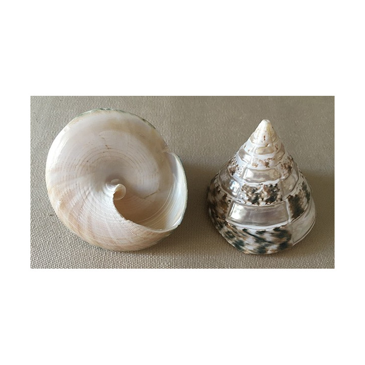 Pearly trocha Pyramid checkerboard 5/7cm by 25