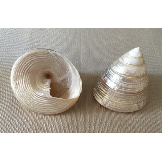 Trocha Lineatus Nacrée 4/5cm par 25