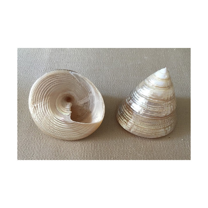 Pearly trocha Lineatus 4/5cm by 25