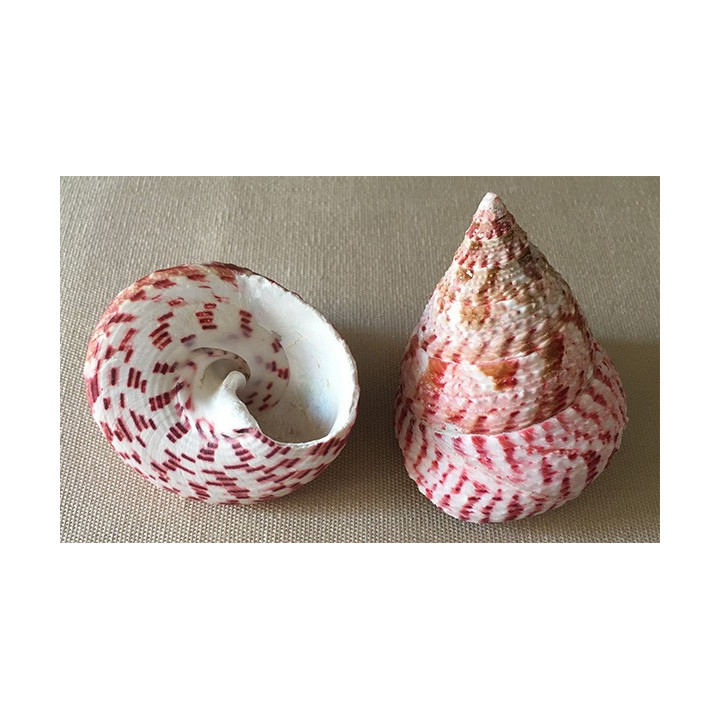 Trocha Natural Strawberry 5/7cm by 25