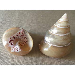 Trocha Strawberry Nacrée 4/5cm by 25