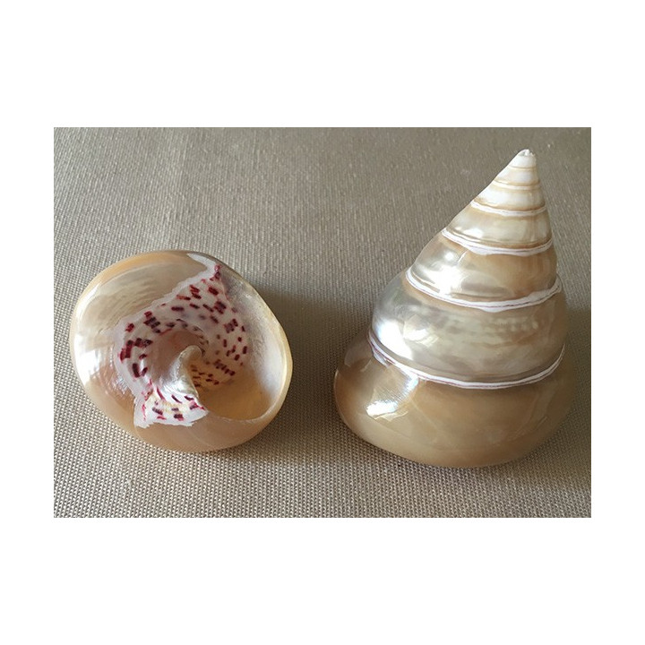 Trocha Fraise Nacrée 4/5cm  par 25