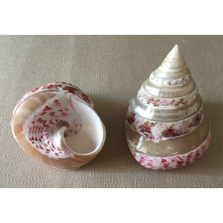 Trocha Fraise Spirale Nacré 6/7cm par 25