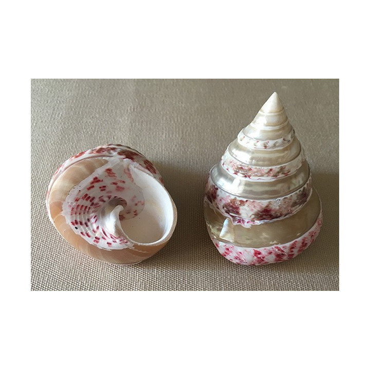 Spiral pearly strawberry trocha 6/7cm by 25