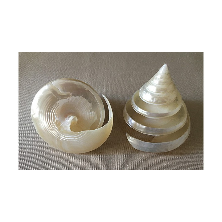Trocha pyramide nacrée spirale 5/7cm par 12