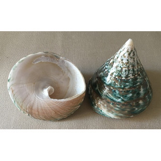 Trocha Niloticus 5/7cm by 25