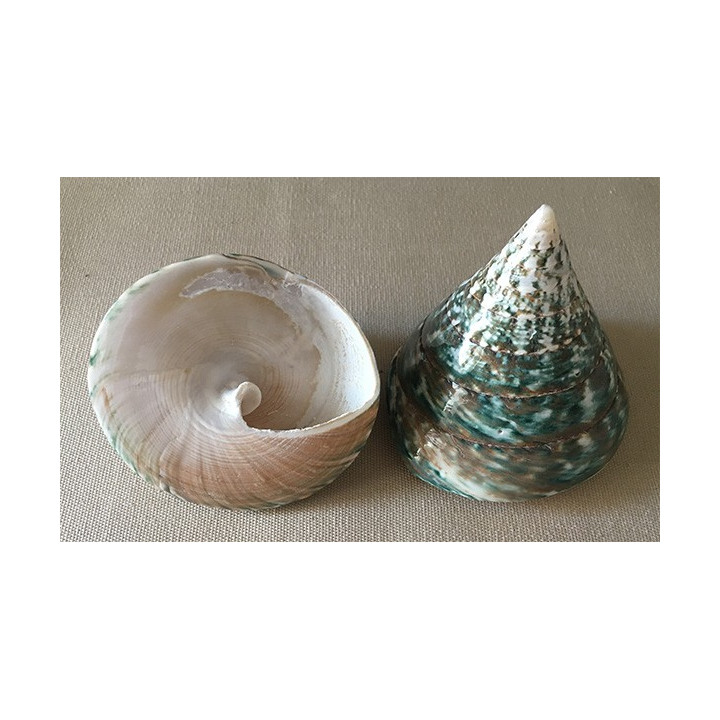 Trocha Niloticus 6/7cm par 25