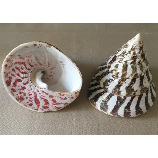 Trocha Niloticus 10/12cm par 1