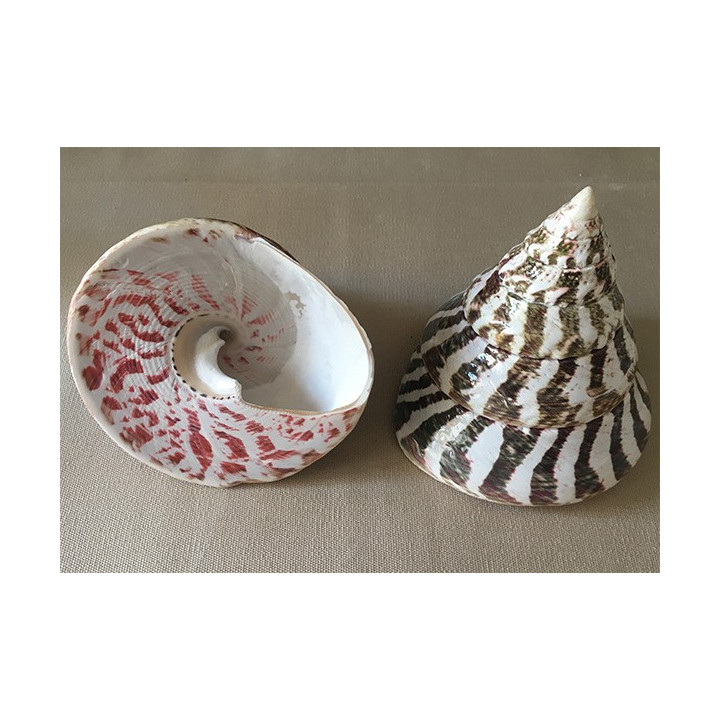 Trocha Niloticus 10/12cm by 1