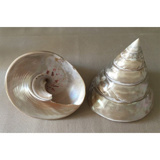 Trocha Niloticus Nacrée 10/12cm par 1