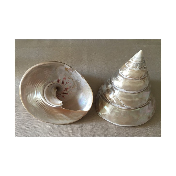 Pearly trocha Niloticus 10/12cm by 1