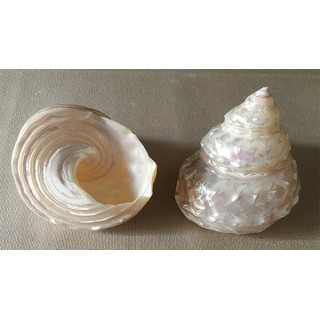 Pearly astrea Undosa 7.5/9cm by 6