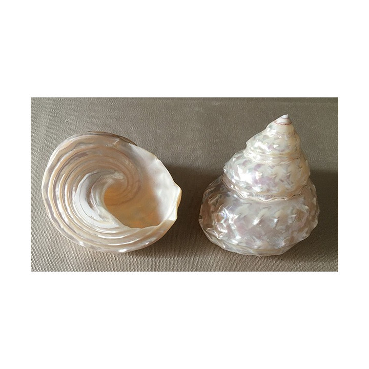 Pearly astrea Undosa 7.5/9cm by 6