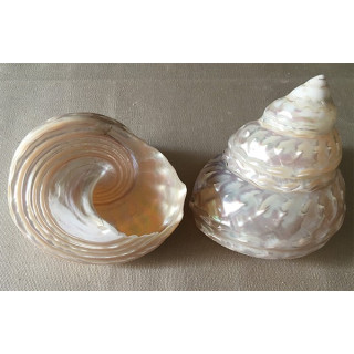 Astrea Undosa 10/12cm by 3