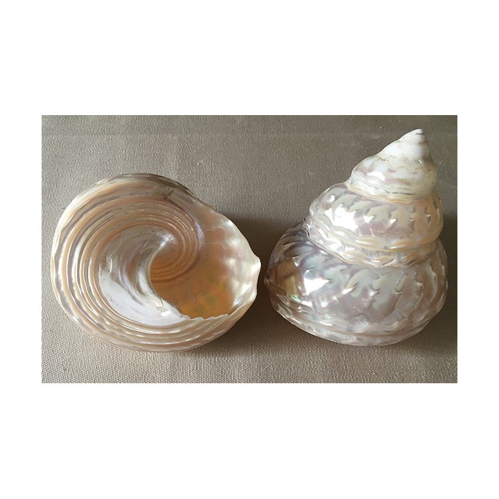 Astrea Undosa 10/12cm by 3