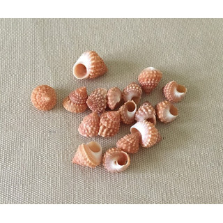 Orange mini Echinus 0.5/1cm per 100