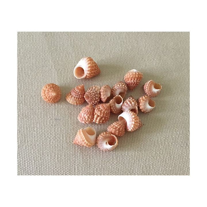 Echinus Mini Orange 0.5/1cm par 100