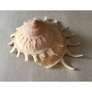 Stellaria Solaris 9/10cm par 3