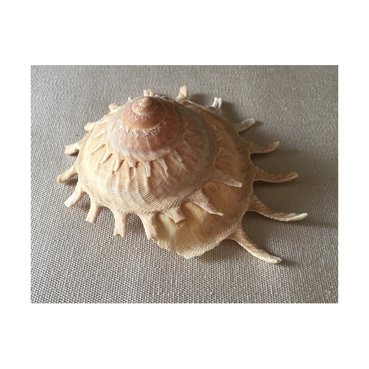 Stellaria Solaris 9/10cm par 3