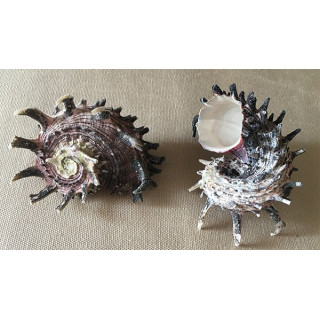 Angaria Imperialis 6/8cm par 6