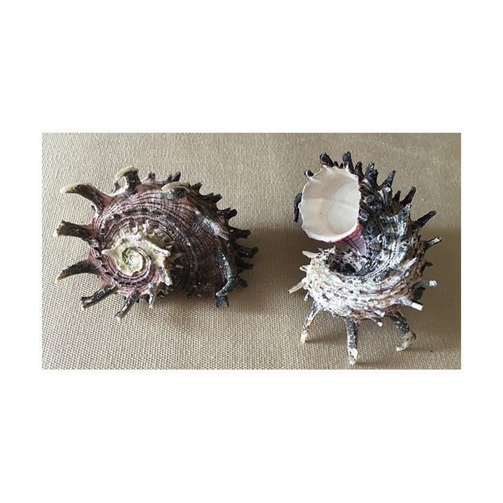 Angaria Imperialis 6/8cm par 6