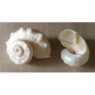 Pearly Angaria Imperialis 3/4cm by 25