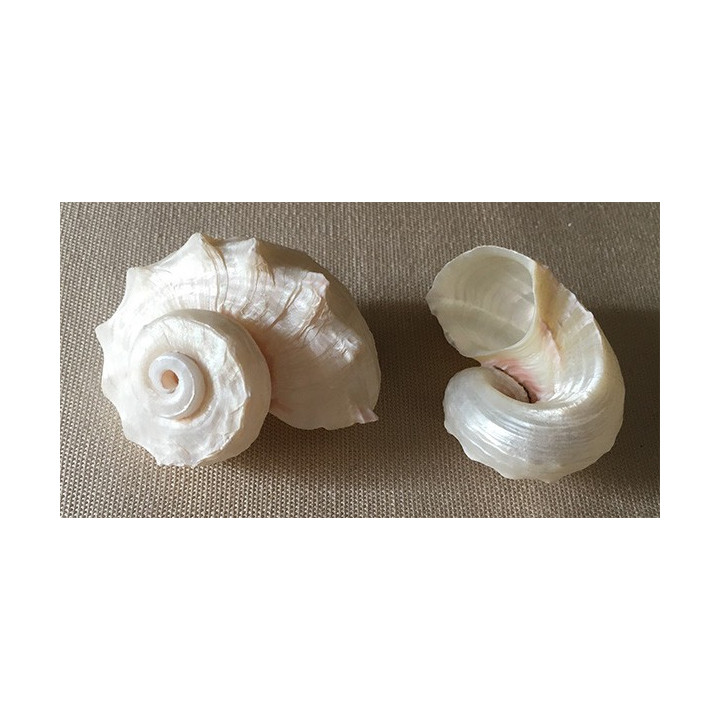 Angaria Imperialis Nacrée 3/4cm par 25