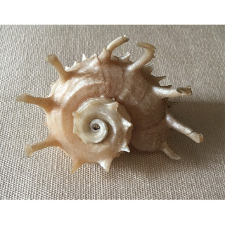 Pearly Angaria Imperialis with tips 6/8cm by 3