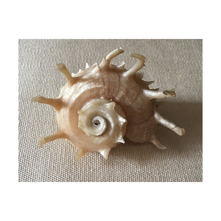 Pearly Angaria Imperialis with tips 6/8cm by 3