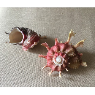 Angaria Poppei 2.5/4cm by 3