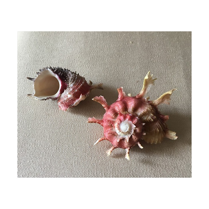 Angaria Poppei 2.5/4cm par 3