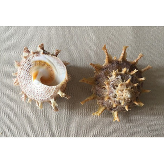 Angaria Girgylla 4.5/.5.5cm by 3