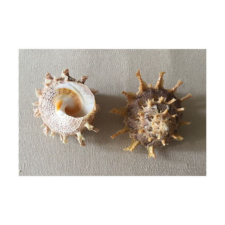 Angaria Girgylla 4.5/.5.5cm by 3