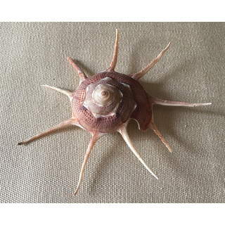 Guilfordia Yoka 7/9cm by 6