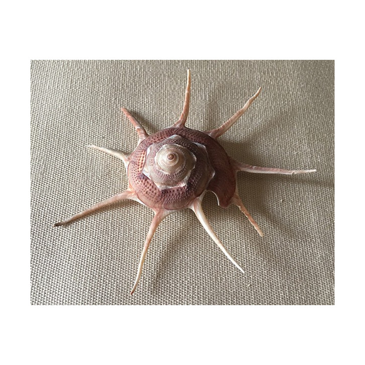 Guilfordia Yoka 7/9cm by 6