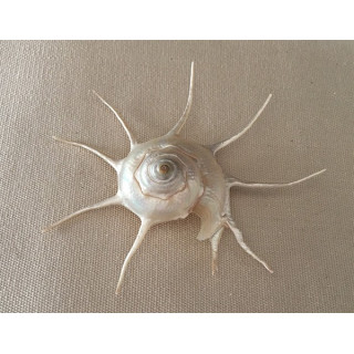 Pearly Guilfordia Yoka 7/9cm by 6