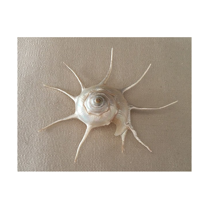 Pearly Guilfordia Yoka 7/9cm by 6