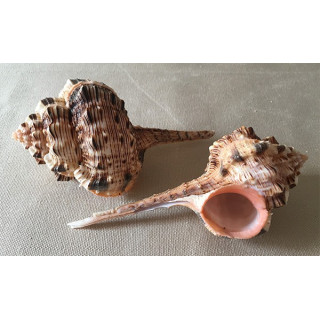 Murex Haustellum 9/10cm by 25