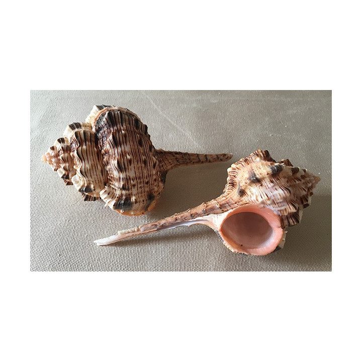 Murex Haustellum 9/10cm by 25