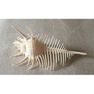 Murex Triremis 5/7.5cm by 6