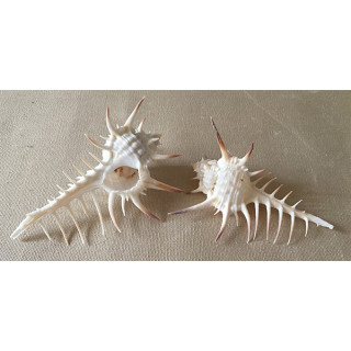 Murex Trochelli 12/15cm by 3