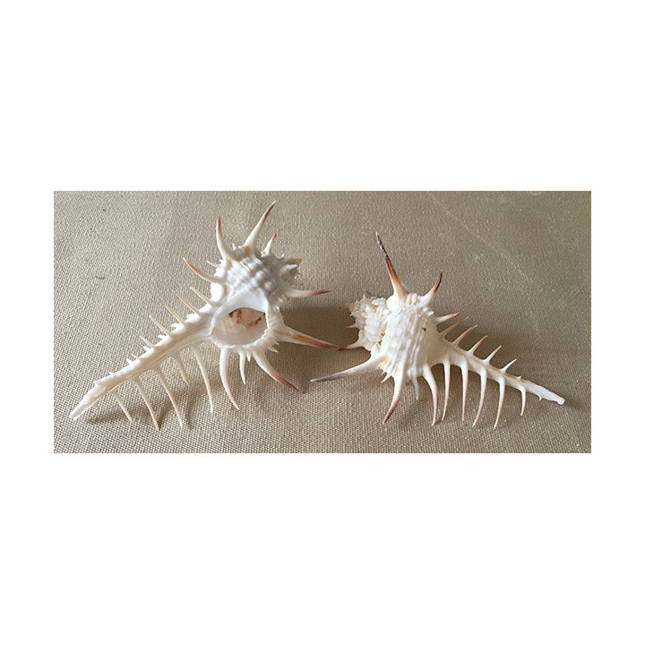 Murex Trochelli 12/15cm par 3