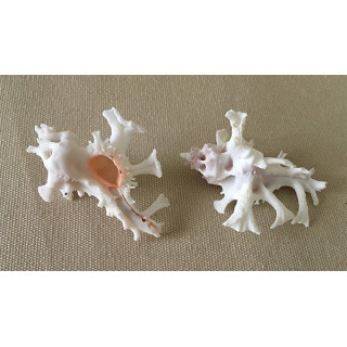 Murex Zamboi 5/6cm par 6