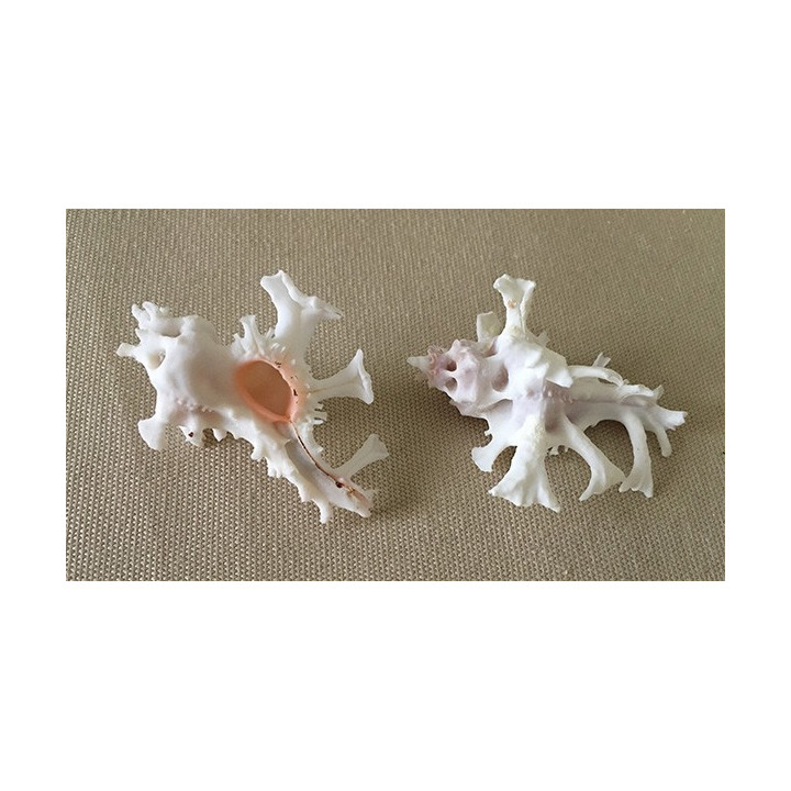 Murex Zamboi 5/6cm by 6