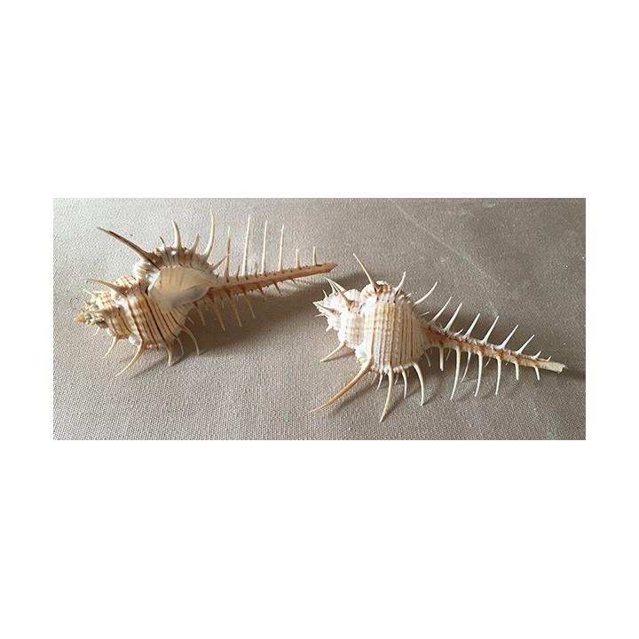 Murex Nigrospinosus 7/8cm by 12