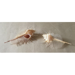 Murex triremis (Venus comb) 12/14cm by 3