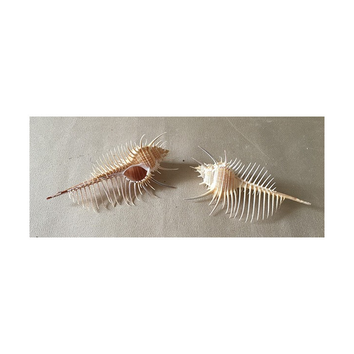 Murex triremis (Venus comb) 12/14cm by 3