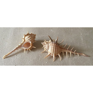 Murex Aduncospinosus 7/8cm par 25