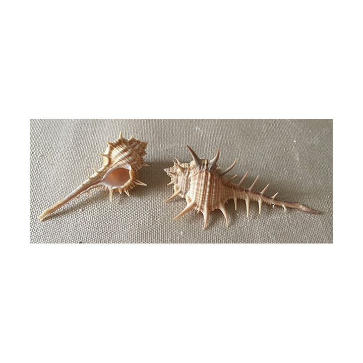 Murex Aduncospinosus 7/8cm par 25